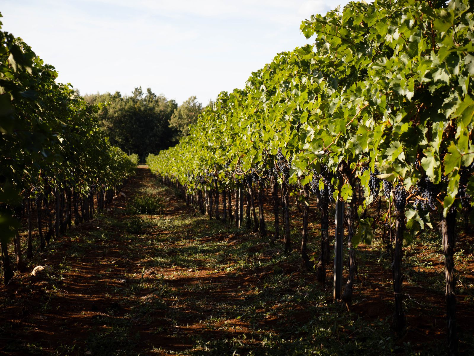 Rossi Winery photo archives