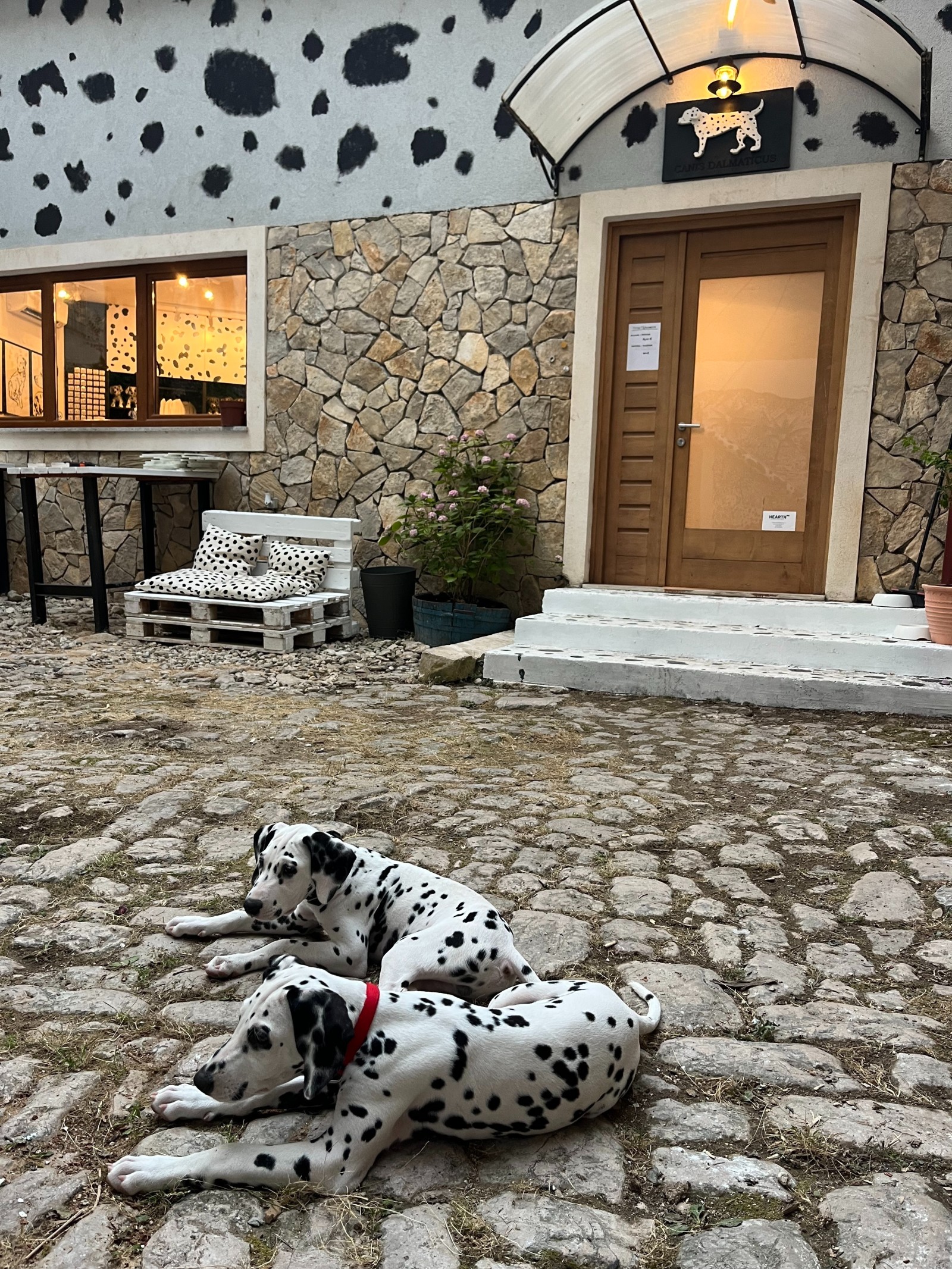 Dalma & Tino, Photo credit by Home of the Dalmatian Dog, Šibenik