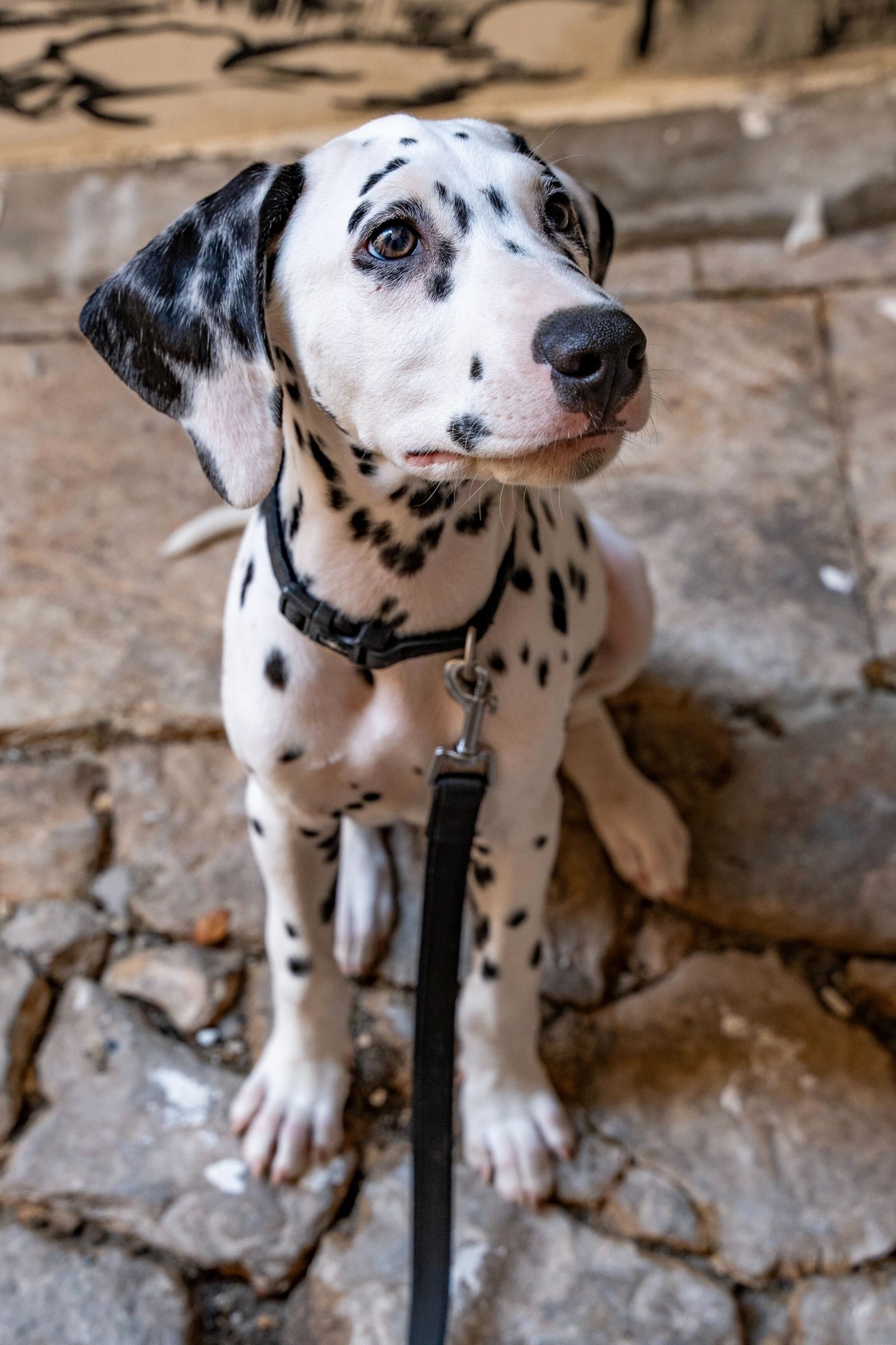 Tino, Photo credit by Home of the Dalmatian Dog, Šibenik