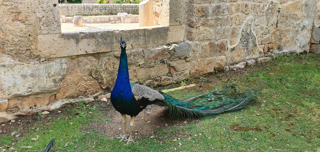 Peacook, Lokrum, Croatian Attractions