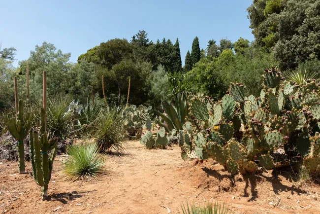 Lokrum garden, photo credit by Lokrum reserve (gallery)