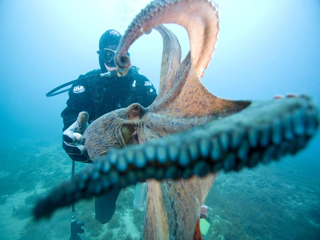 UW Diving, Octopus and Diver 19, photo caption Miro Andrić, photo credit Mljet National Park